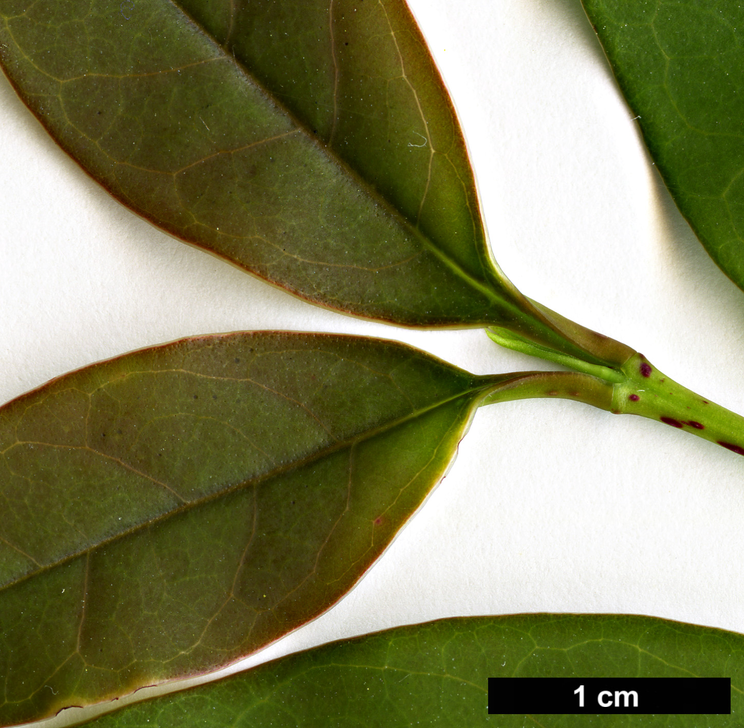 High resolution image: Family: Oleaceae - Genus: Ligustrum - Taxon: lucidum 